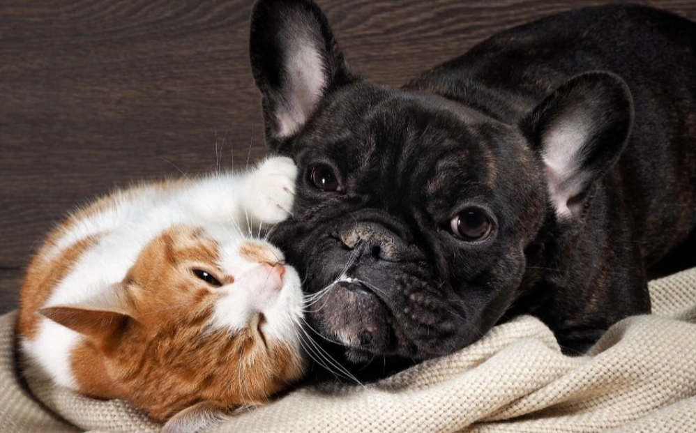 The Unconditional Love of a Furry Friend: The Importance of Having a Dog or Cat in Your Life🦴