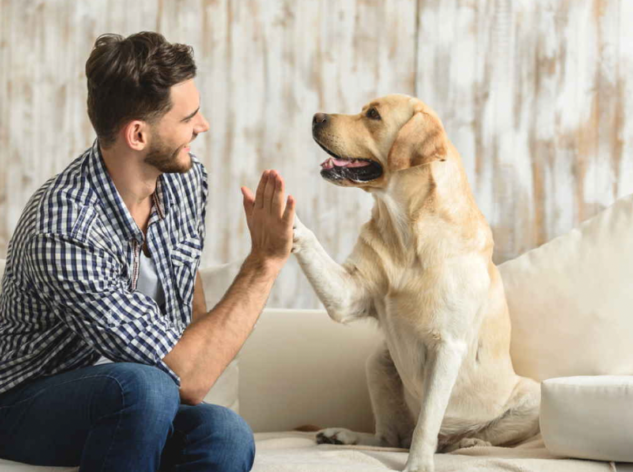 The Healing Power of Paws: How Dogs and Cats Improve Mental Health 🐾