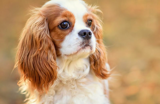 Top 10 Best Dog Breeds for Companionship: Loyal Friends for Every Lifestyle 🐾