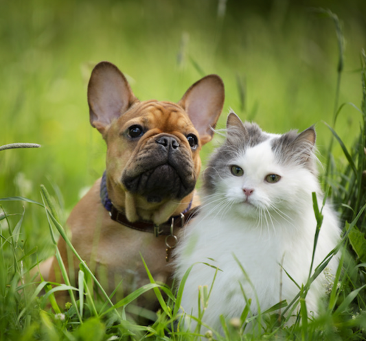 Four-Legged Well-being: Ensuring a Happy and Healthy Life for Dogs and Cats 🐾